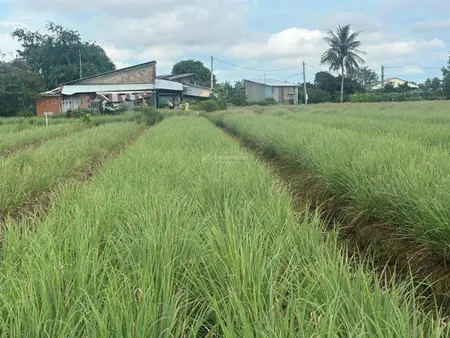 Siêu rẻ 150tr/công 5.336m² đất vườn phú thạnh, tân phú đông (gần cầu, gần biển)