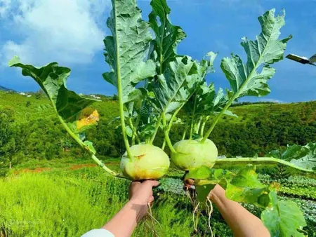 Bán đất hiếm tại phường 2, bảo lộc, bán gấp