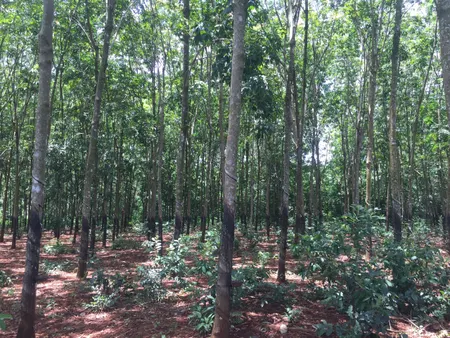 Chuyển nhượng đất trồng cây lâu năm