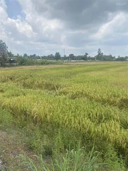 Cần bán rẻ đất 2.000m2 đường láng cát xã tân nhựt