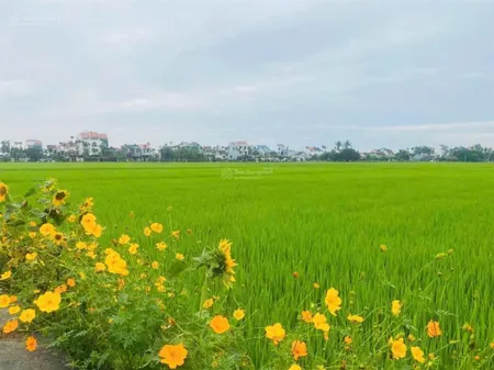 Cần bán mảnh đất view lúa cực đẹp tại hội an với mặt tiền rộng 40.5m hưởng trọn view cánh đồng