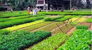 Bán lô đất view lúa hiếm có khu trà quế, hội an
