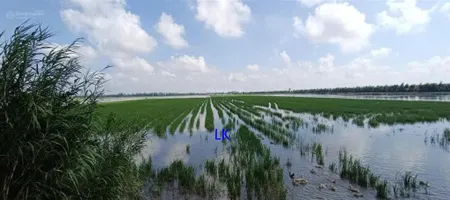 Bán đất lúa 51.000m² (mặt tiền 105m, nở hậu), đường xe ba gác, xã hưng thạnh, đồng tháp