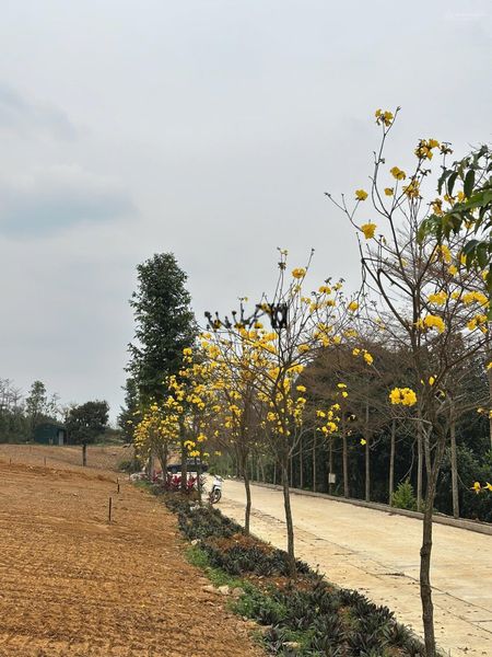 Chính chủ bán 5 lô biệt thự view siêu đỉnh hướng đn lập thành, xã đông xuân quốc oai hn giá mềm 9tr
