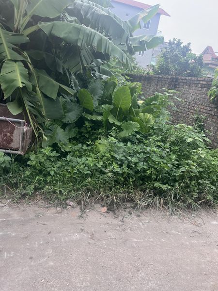 Bán đất Thuận An Hà Nội, ô tô vào tận nơi Diện tích: 55m Mặt tiền: 6m đường ô tô