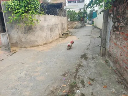 Chính chủ gửi bán lô đất đẹp chia lô tại thôn nhân nội tân tiến, diện tích 104m2 mặt tiền 8,7m
