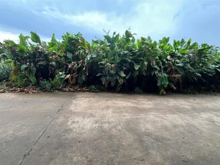 Lô đất nông trường 2 mặt tiền trước sau tại thuần mỹ, cách tl86 chỉ 50m, cách tl414c khoảng 300m