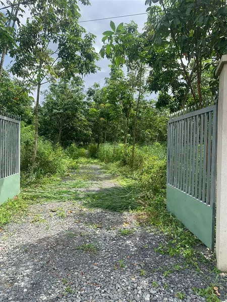 Bán đất xã hiếu liêm, bắc tân uyên 3 mặt tiền, cao su 4 năm tuổi