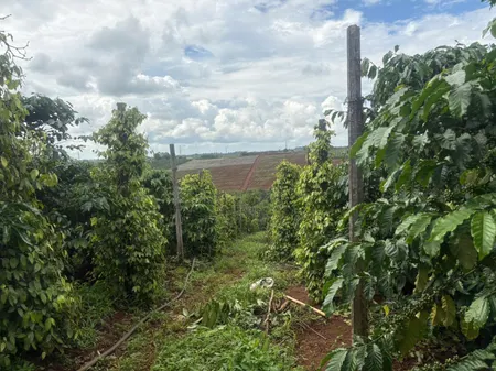 🌳 4,3sào đất hẻm chính Vũ Lăng ngay khu dân cư