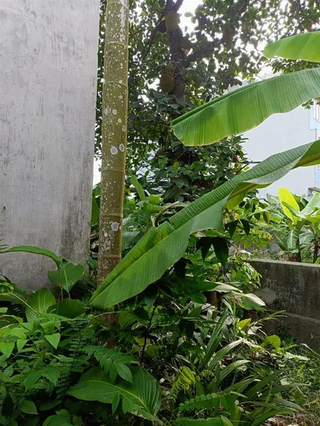 Bán đất thanh trì dt 416m2 mt 17.6 m giá 90tr/1m2. 0904 348 ***