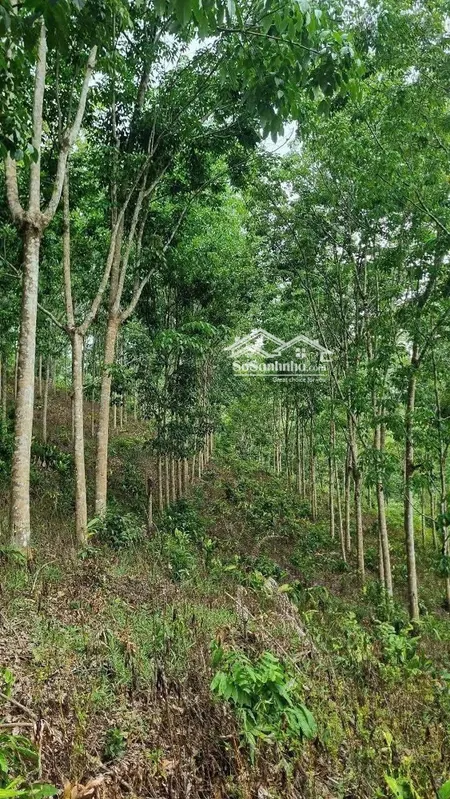 Bán 327 Ha đất Rừng Cao Su đang Khai Thác, Tỉnh Lâm đồng Giá Siêu đầu Tư