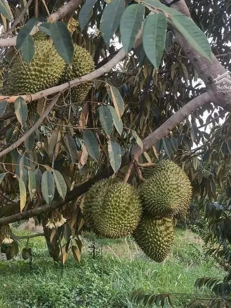 đất Vườn Rộng Sẵn Vườn Cây Siêu đẹp Nằm Gần Sân Bay Quốc Tế Long Thành