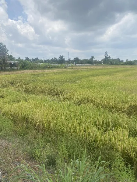 Cần Bán Rẻ đất 2.000m2 đường Láng Cát Xã Tân Nhựt