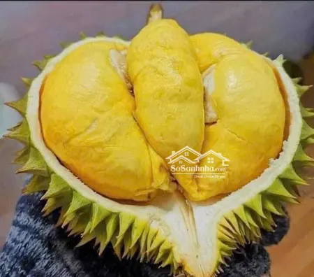 Vườn Sầu Riêng 73ha. Shr Cá Nhân. Giá 140triệu/sào. đường ô Tô.