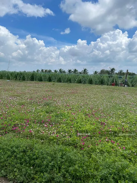 Cần Bán Gấp đất Xã Tân điền, Gò Công đông, Tiền Giang Gần Biển Tân Thành, 150m2/1,5 Tỷ, Shr, Thổ Cư