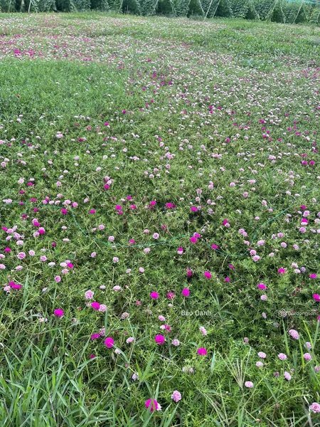 Cần Bán Gấp đất Xã Tân điền, Gò Công đông, Tiền Giang Gần Biển Tân Thành, 150m2/350tr, Shr, Thổ Cư