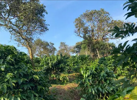 Ngân hàng thanh lý lô đất 2160m2