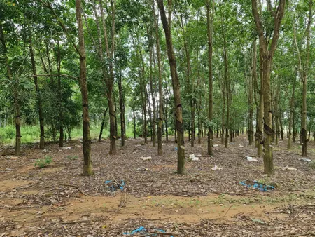 Bán đất 20000m² ngang 250m giá 6 tỷ Xã Xuân Thành