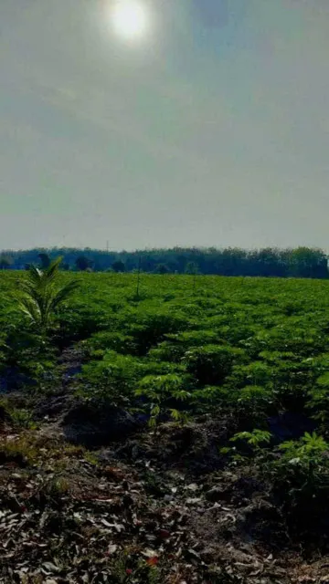 Bán đất 26000m² giá 21 tỷ Phường Bình Minh