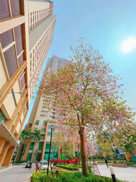 Bán quỹ căn hộ chung cư the pride 2 phòng ngủ giá rẻ nhất thị trường