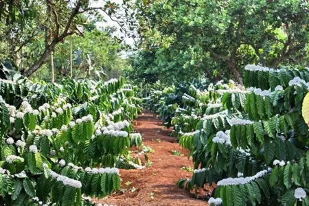 Bán đất 10.000m² ngang 50m giá 1.99 tỷ Xã Hòa Phú