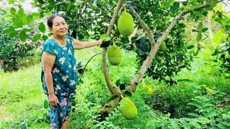 Vườn mít 350tr 16m ngang ngay tp. đồng xoài, đường bê tông 8m hơn 20 gốc mít, bao phí