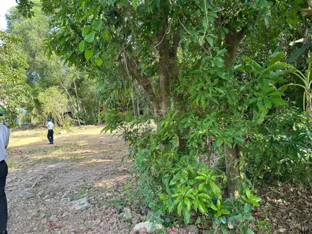 Bán đất vườn 1.000m² giá rẻ tại long phước, quận 9 quy hoạch đất ở, pháp lý chuẩn