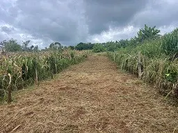 BÁN ĐẤT GIÁ RẺ – CƠ HỘI ĐẦU TƯ SINH LỜI