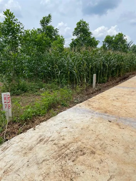 Đất thổ cư xuân trường, gần nhựa cây số 2, gần gia ray, đường bê tông, diện tích lớn mà giá lại rẻ