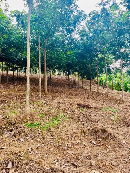 Đất đẹp tại xã Tân Phước, Đồng Phú, Bình Phước với diện tích rộng lớn 22015 m².
