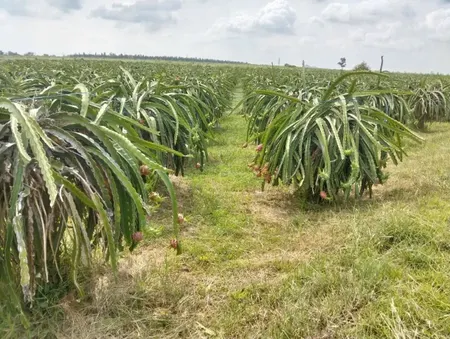 Bán 3,4 mẫu đất vườn đang trồng thanh long, Hàm Cường, Hàm Thuận Nam, Bình Thuận, 5,1 tỷ hết đất