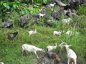 ⛰️ Lên em đất đồi lớn hơn 3hetta chỉ 810tr