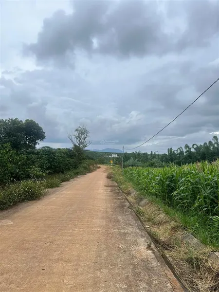 Siêu phẩm ven đà lạt 2000m chỉ 2 tỷ, mặt tiền 20m có 200m² thổ cư