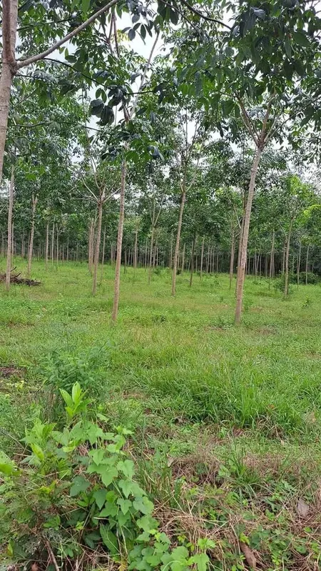 Chủ gửi bán 4 mẫu 4 đất cao su non tại Tân Phước đồng phú, giá 8ty/ mẫu