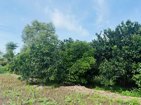 Bán 1 sào vườn trái cây ở Bình Ba, Châu Đức - Bà Rịa