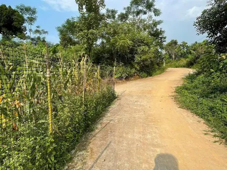 Về với núi rừng thơ mộng , cỏ cây , hoa lá mà lại thật rẻ nữa