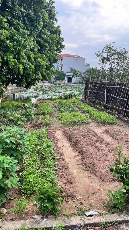 Bán đất tại thị trấn quốc oai ( sát nhập ) 3,5 tỷ, 50m2, mặt tiền 4m, ngõ rộng 5m, pháp lý đầy đủ