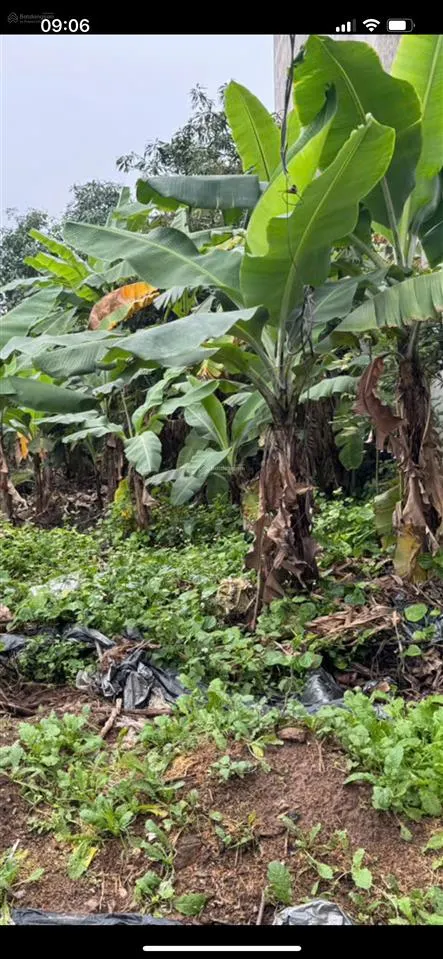 Chính chủ cần bán gấp lô đất đẹp đông xuân giá bất chấp. vị trí xã đông xuân, sóc sơn