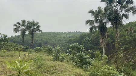 6.5ha cln và rsx tất thắng, thanh 6.5ha cln và rsx tất thắng, thanh sơn cách wyndham thanh thuỷ 8km