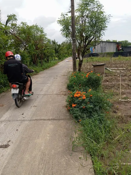 B.á.n (10x50) đất nền đẹp , ôtô kênh Trần Văn Dõng – Chợ Tân Điền, GCĐ, TG cũ