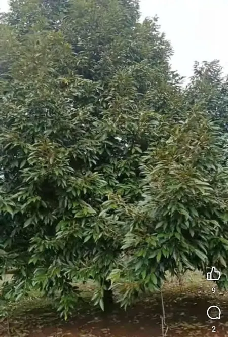 CHÍNH CHỦ Bán đất 1,6 ha tại Lộc An, Lộc Ninh, Bình Phước