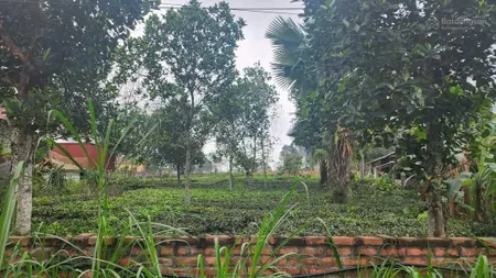 CHÍNH CHỦ BÁN GẤP MẢNH ĐẤT LO VIỆC: 619,7m² NỞ HẬU, SẴN SỔ ĐỎ, TẠI TU VŨ THANH THỦY.