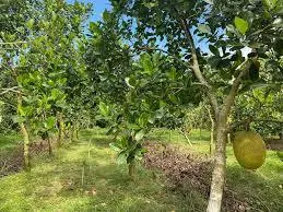 Bán đất đường võ nguyên giáp, phường hưng phú, giá 6 tỷ 500 triệu