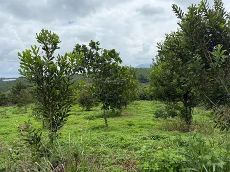 Bán đất ở xã tân nghĩa, di linh, lâm đồng, 590 triệu, 273m2 đẹp xuất sắc giá tốt, cách nhựa 30m