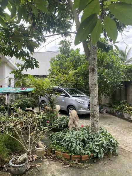Ngộp bank, bán gấp nhà vườn ngay trung tâm. chính chủ