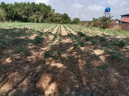 Bán đất 4000m² ngang 42m giá 2.1 tỷ Xã Hảo Đước