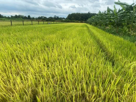 Bán đất 1160m² ngang 50m giá 400 triệu Xã Hòa Phú