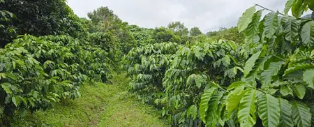 Bán đất vườn cà phê Phường 3 Bảo Lộc