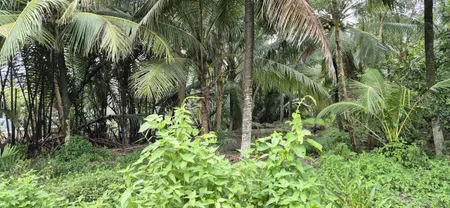 Bán đất vườn Quới Sơn, Châu Thành, Bến Tre ( nay là tỉnh Vĩnh Long mới)