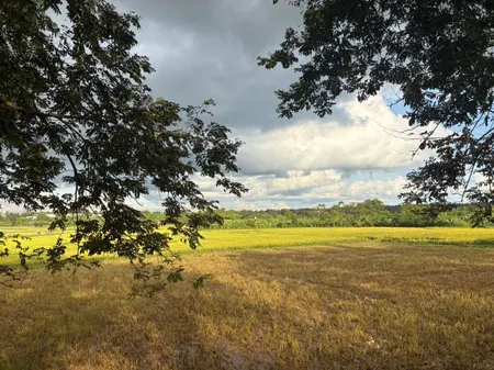 💥 4sào View ruộng phù hợp làm farm thư giãn ven phố